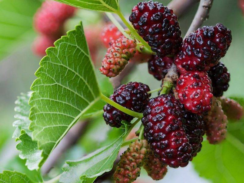 Шелковица купить саженцы из питомнике в Буйнакске