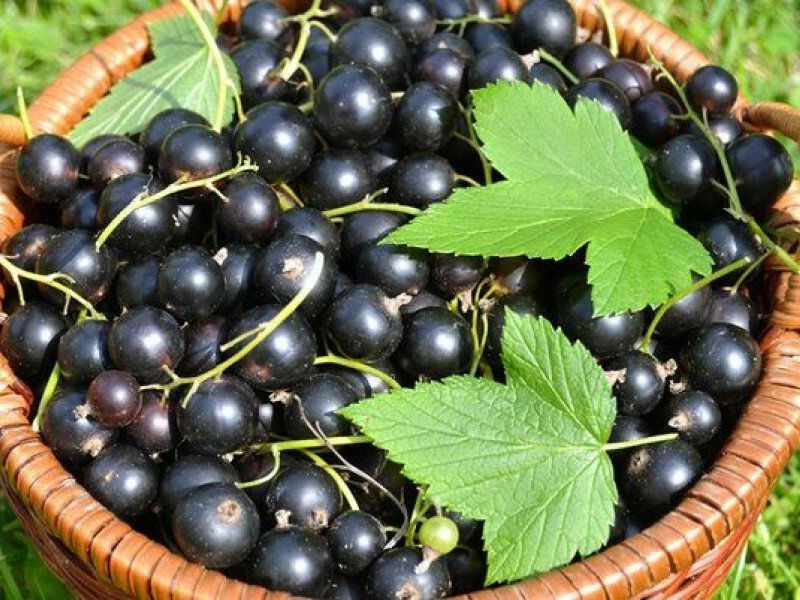 Смородина купить саженцы из питомника в Буйнакске