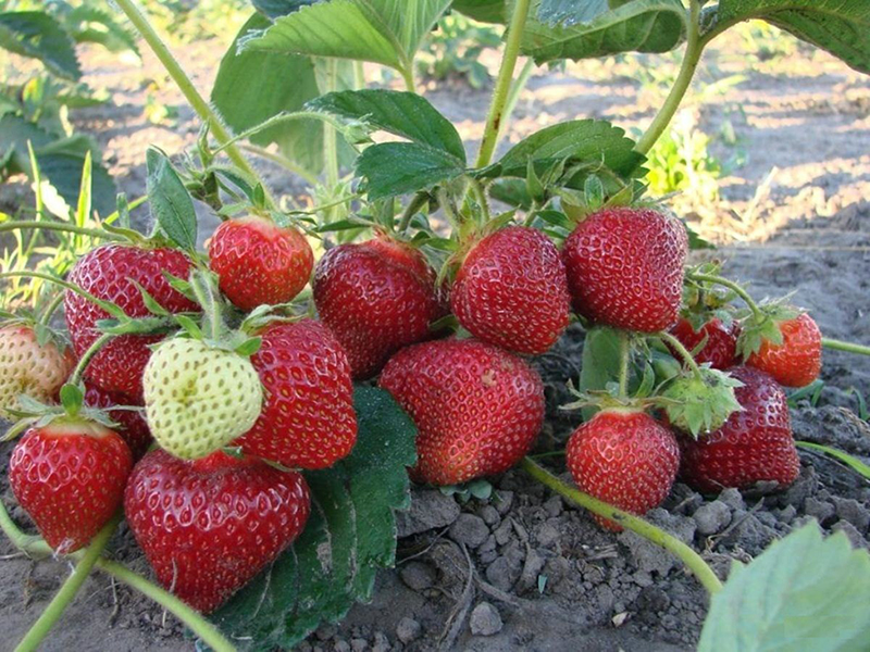 Клубника купить саженцы из питомника в Буйнакске