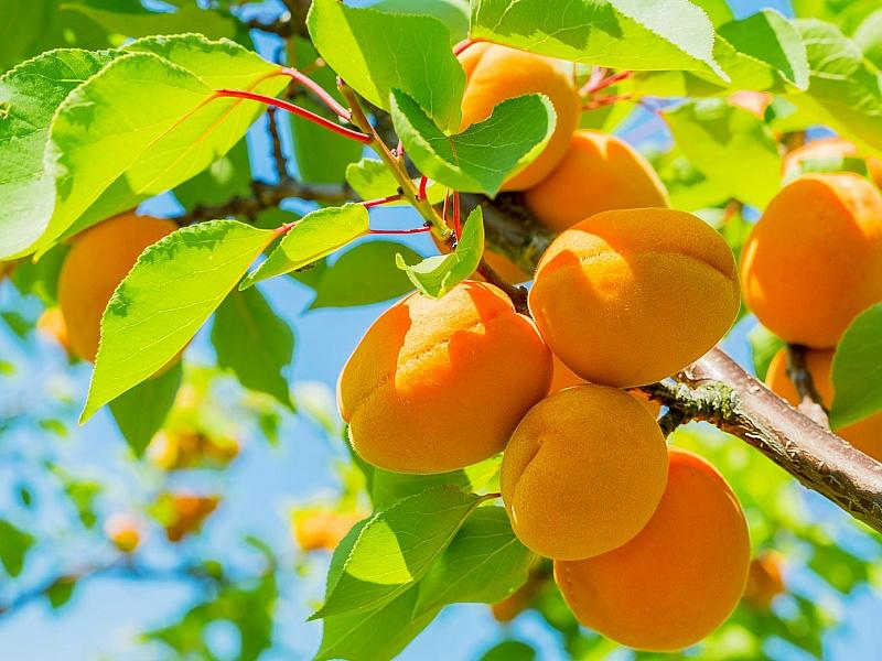 Абрикос купить саженцы из питомнике в Буйнакске
