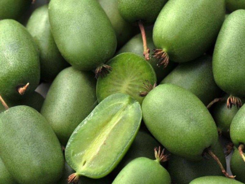 Актинидия купить саженцы из питомнике в Буйнакске