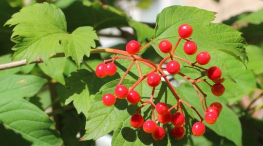 КАЛИНА обыкновенная