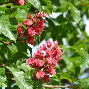 Каштан Конский Розовый