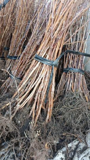 Малина "МАРАВИЛА"