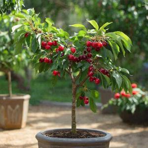 Вишня колоновидная "МАЛЮТКА" ранняя